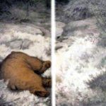 Медведь и лис - Норвежская сказка