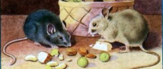Мыши - Иван Крылов