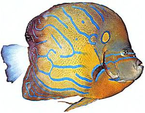 Рыба-ангел, наиболее типичный представитель «населения» коралловых рифов, — экспонат Океанографического музея.