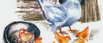 Наседка и цыплята - Лев Толстой