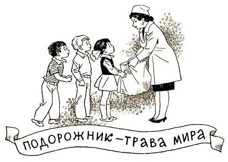 Подорожник — трава мира