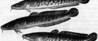 Ночные налимы - Юрий Коваль