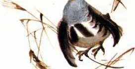 Оранжевое Горлышко - Виталий Бианки