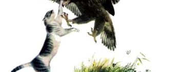 Орел и кошка - Константин Ушинский