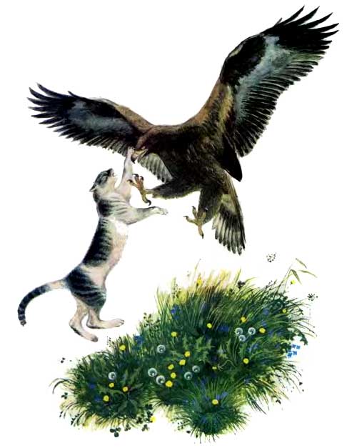 драка Орел и кошка