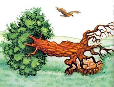 Орёл и упавшее дерево