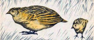 Перепёлка - Лев Толстой