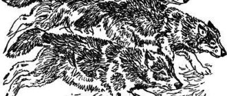 По следам - Виталий Бианки