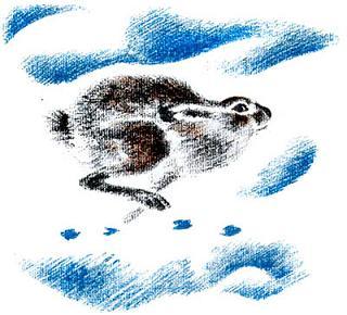 заяц бежит по снегу