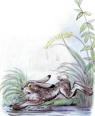 заяц под дождем