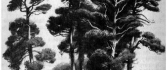 Под соснами - Юрий Коваль