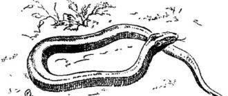 Подарок - Георгий Скребицкий