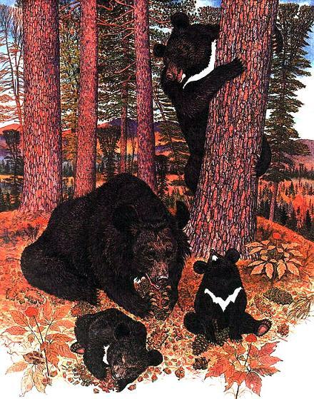 гималайский медведь с медвежатами