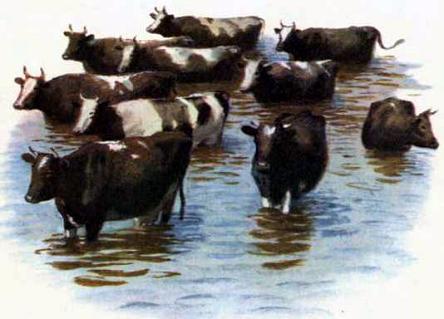 коровы в воде