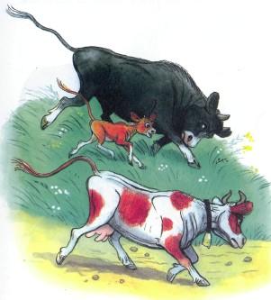 бык корова и теленок бегут