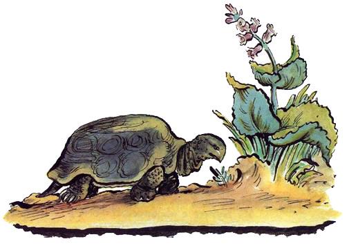 Панцирь носит черепаха