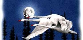 Птицы-феи - Французская сказка