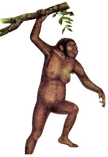 Австралопитек (рост от 1 до 1,5 м) с длинными руками и короткими ногами выглядел как человекообразная обезьяна, однако был прямоходящим. У него был низкий лоб и небольшой мозг.