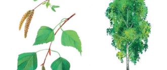 Расскажите детям о деревьях - Мороз В. Бурмистрова Л. - Узнай-ка!