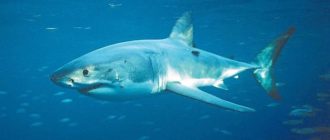 Расскажите детям о морских обитателях - Мороз В. Бурмистрова Л. - Узнай-ка!