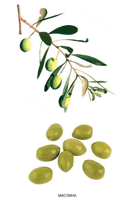 маслина