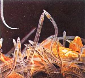 Когда личинки угрей — лептоцефалы в возрасте 2,5–3 лет достигают берегов Европы, они превращаются в стеклянных угрей.