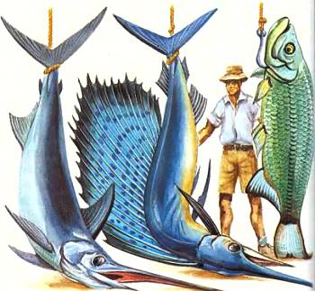 Слева направо висят над палубой излюбленные объекты спортивного рыболовства: меч-рыба, парусник и атлантический тарпон. Меч-рыба (до 4 м) и парусник (до 3,5 м)