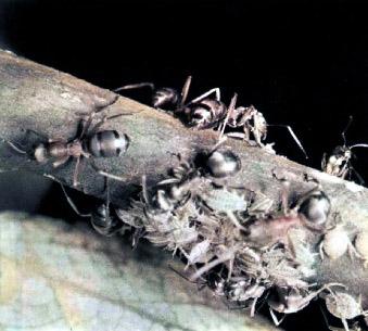 муравьи Запустили хоботки под кору — ивовый сок тянут