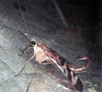 скорпионовая муха