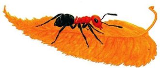 Сказки-несказки: Как муравьишка домой спешил - Виталий Бианки