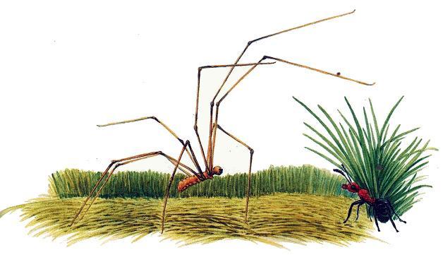 муравьишка и паук