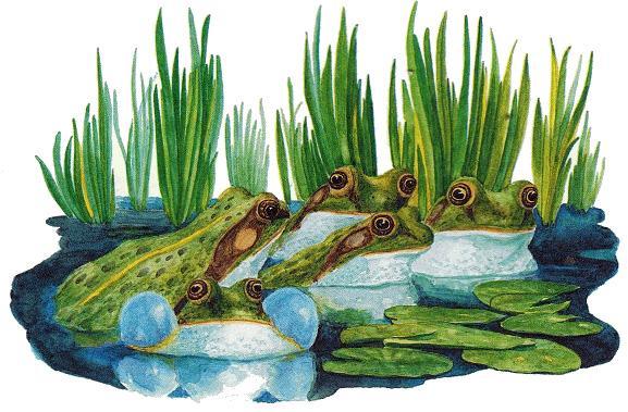 лягушки в пруду