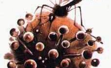 Сказки-несказки: Росянка — Комариная Смерть - Виталий Бианки