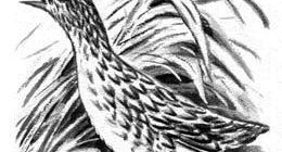 Скрипун-невидимка - Георгий Скребицкий