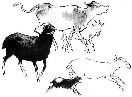 стадо коровы бараны