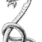 Три змеиных листика - Братья Якоб и Вильгельм Гримм