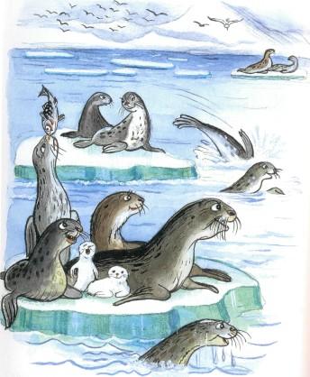 льдина тюлени северный полюс морские котики север