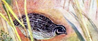 Василёк - Екатерина Серова