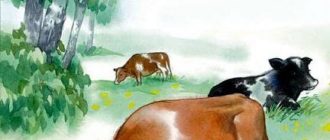 Важные коровы - Валентина Осеева