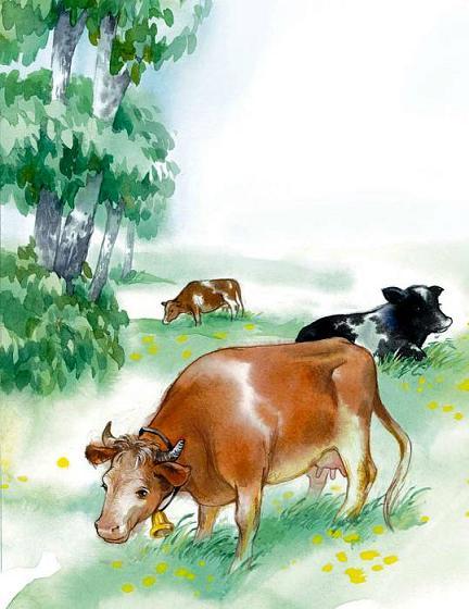 коровы пасуться