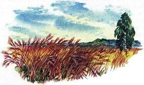 поле пшеничное