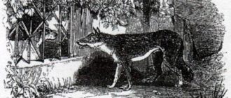 Волк и тощая собака - Жан де Лафонтен