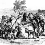 Волки и овцы - Жан де Лафонтен