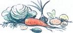 овощи капуста морковка лук свекла 