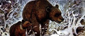 Жил-был медведь - Акимушкин И. - Отечественные писатели