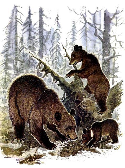 медведица и медвежата в зимнем лесу