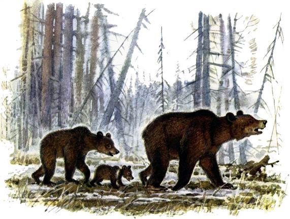 медведица и медвежата идут по лесу