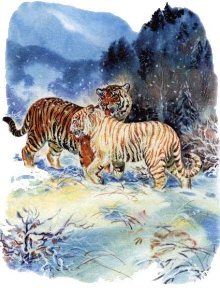 Тигрица Ригма и тигр
