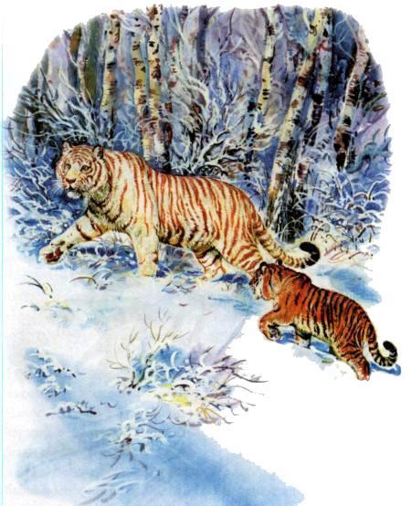 Тигрица Ригма и тигрёнок