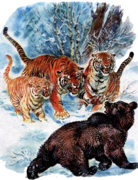 тигры против медведя схватка